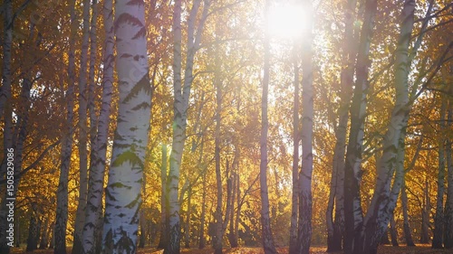 Golden sunlight filtering through yellow birch leaves, casting warm radiance across tranquil autumn forest scene, glowing softly