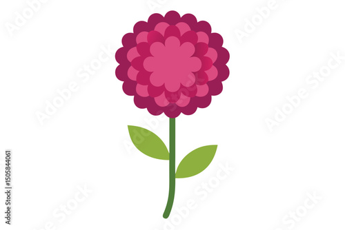 pink carnation flowers