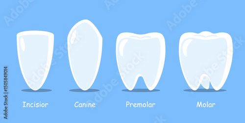 Types of human teeth . Dental cartoon illustration . Vector .