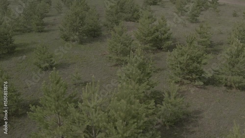 Tobolsk, drone, aerial photography, quadcopter, planting of young fir trees, outskirts of the city, view of the old forest, quarry, fields, forest belt