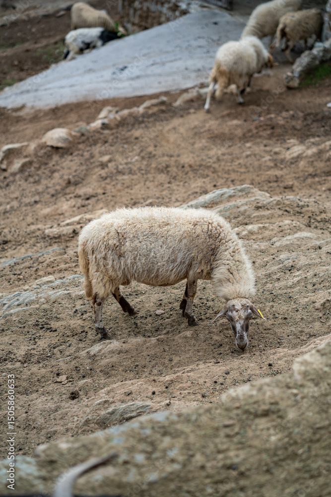 Goats and sheep grazing in the daylight, enjoying the sun in a peaceful day Goats and sheep grazing in the daylight, enjoying the sun in a peaceful day