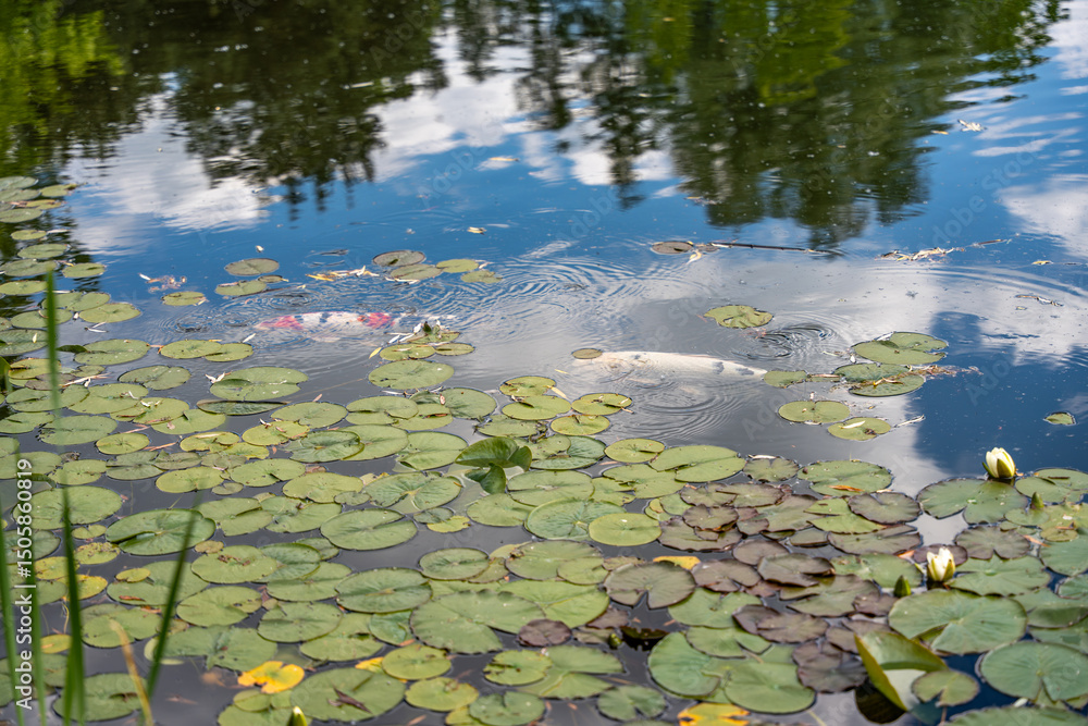 Koi carp in a water lily pond. Two koi carp swim beneath the water s surface among water lilies. The reflection of the blue sky and the trees creates a harmonious interplay of colors and nature. Koi carp in a water lily pond. Two koi carp swim beneath the water s surface among water lilies. The reflection of the blue sky and the trees creates a harmonious interplay of colors and nature.