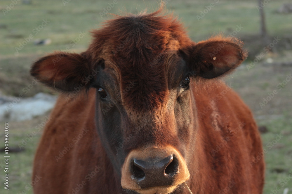 Fototapeta premium brown cow in field