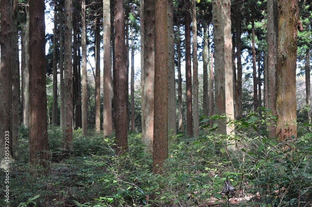 Obraz premium Photos of Japanese cedar (Cryptomeria japonica) trees including forest view, tree rings, male and female flowers, bark, and foliage in Korea.