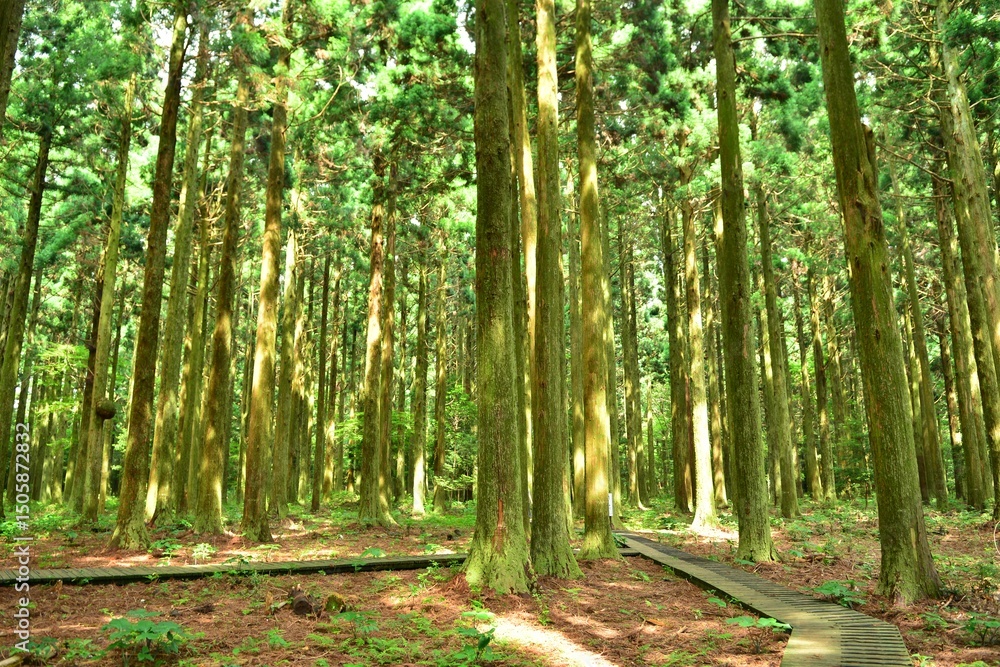 Fototapeta premium Photos of Japanese cedar (Cryptomeria japonica) trees including forest view, tree rings, male and female flowers, bark, and foliage in Korea.