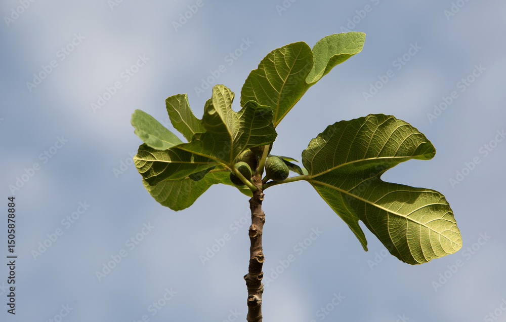 Naklejka premium sunny photo of a fig tree branch with ripening fig fruits against the sky. The theme of agriculture