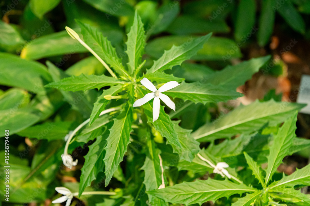 Star of Bethlehem or Hippobroma Longiflora plant in Zurich in Switzerland 1.5.25 Star of Bethlehem or Hippobroma Longiflora plant in Zurich in Switzerland 1.5.25