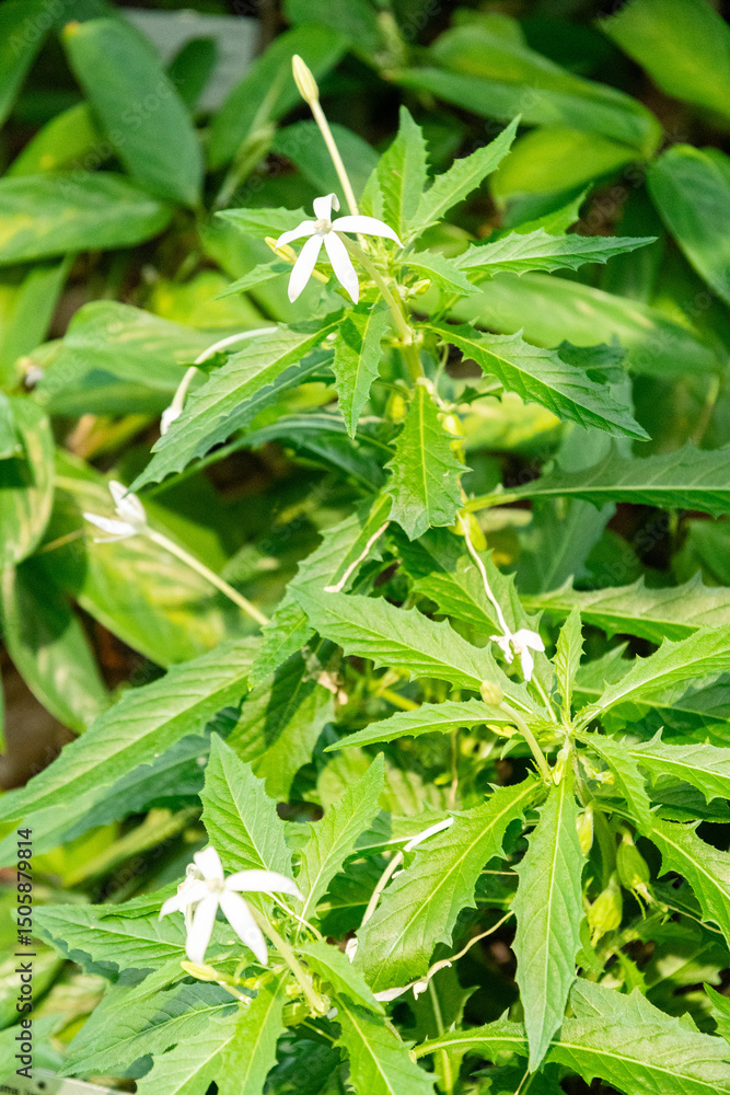 Star of Bethlehem or Hippobroma Longiflora plant in Zurich in Switzerland 1.5.25 Star of Bethlehem or Hippobroma Longiflora plant in Zurich in Switzerland 1.5.25