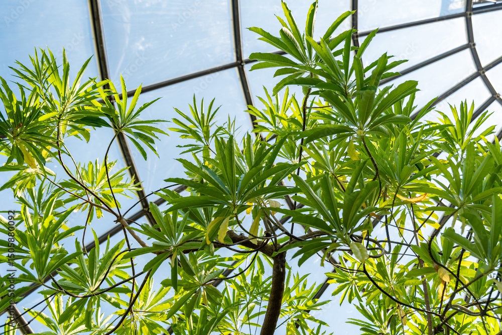 Obraz premium Mathurina Penduliflora plant in Zurich in Switzerland 1.5.25