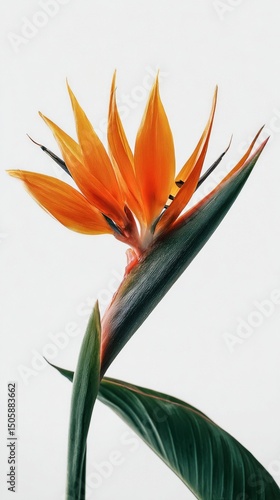 Bright Orange Bird of Paradise Flower Standing Elegantly Against a White Back...