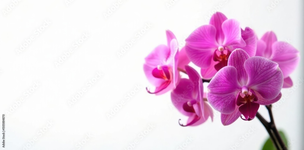 Cluster of vibrant pink orchids against stark white backdrop , orchid, isolated, background Cluster of vibrant pink orchids against stark white backdrop , orchid, isolated, background