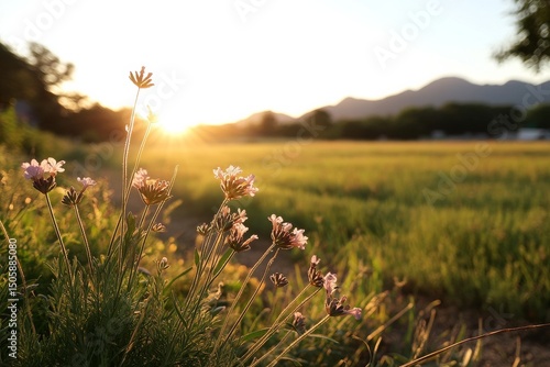Beautiful Wildflowers Bloom at Sunrise Near a Tranquil Field With Mountains i...