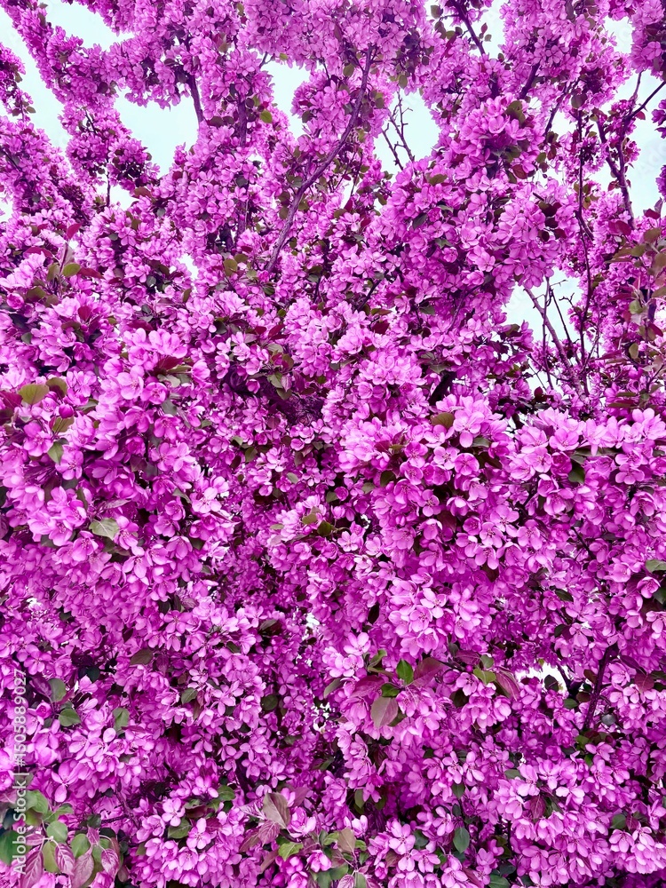 pink flowers background pink flowers background