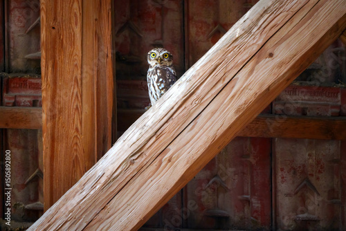 Little owl watching from stone wall at dusk