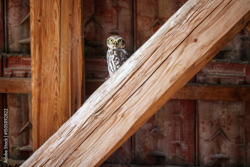 Little owl watching from stone wall at dusk