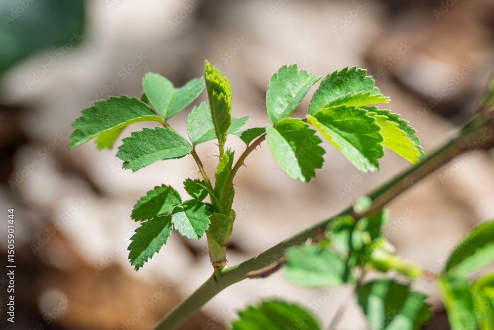 Obraz premium Jeune pousse de ronce au printemps