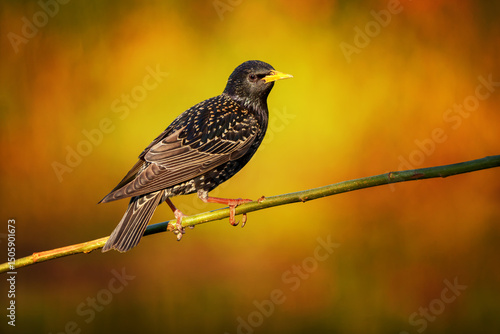 European starling shimmering in breeding plumage on spring branch
