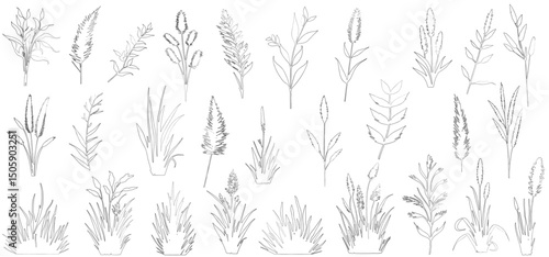 Set of hand drawn botanical grass line art vector. Collection of black white contour drawing of grass
