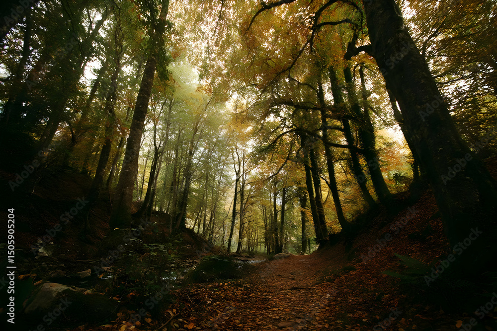 Obraz premium Forest walk with canopy and rustling leaves in rhythm. 