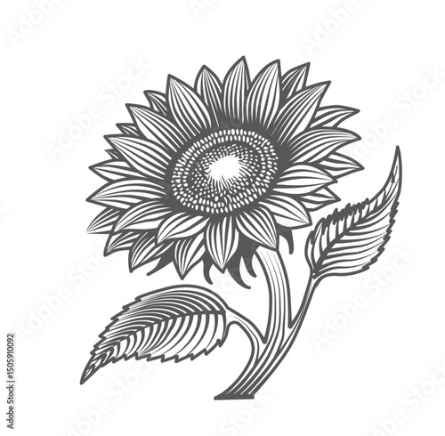 girasol-lineas