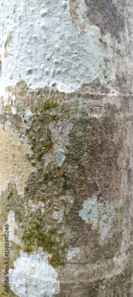 Old Tree Bark Texture with Moss and Lichen. Close-up of old tree bark with moss and lichen, showing rough, cracked surface and natural decay patterns, ideal for backgrounds Old Tree Bark Texture with Moss and Lichen. Close-up of old tree bark with moss and lichen, showing rough, cracked surface and natural decay patterns, ideal for backgrounds