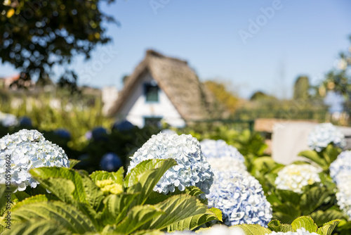Hydrangea flowers (selective focus) with traditional Santana house in background. Madeira island, Portugal.