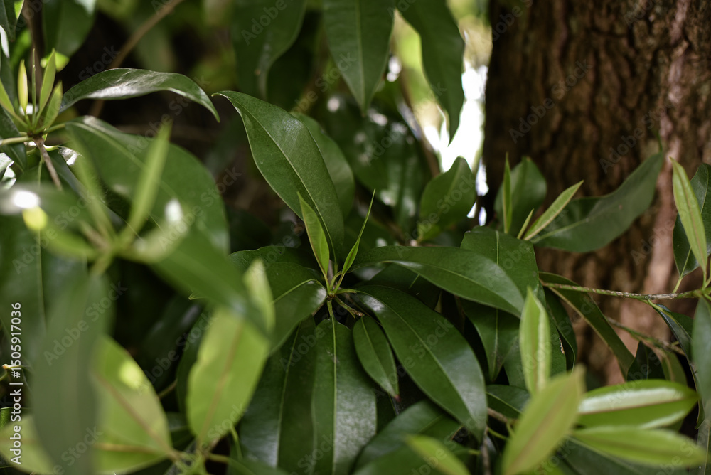 Fototapeta premium leaves, dry leaves, sapodilla leaves, close-up of leaves, leaf background, natural background, natural plants, tropical fruit tree, dry leaves, Manilkara achras, Achras zapota 