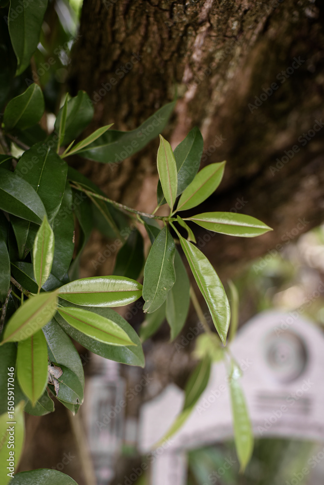 Fototapeta premium leaves, dry leaves, sapodilla leaves, close-up of leaves, leaf background, natural background, natural plants, tropical fruit tree, dry leaves, Manilkara achras, Achras zapota 