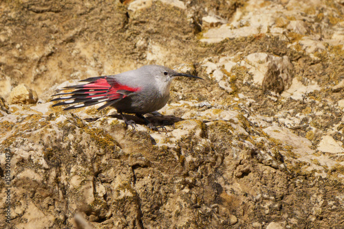 Wallcreeper climbing rocky cliff face in alpine habitat