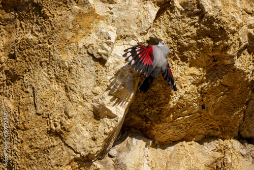 Wallcreeper climbing rocky cliff face in alpine habitat