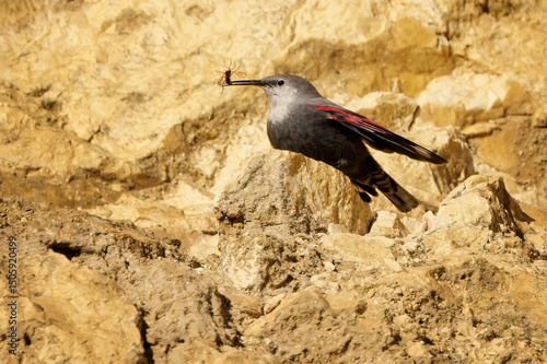 Wallcreeper climbing rocky cliff face in alpine habitat