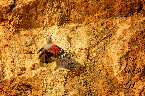Wallcreeper climbing rocky cliff face in alpine habitat