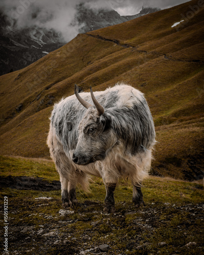 Foto yak in dolomites