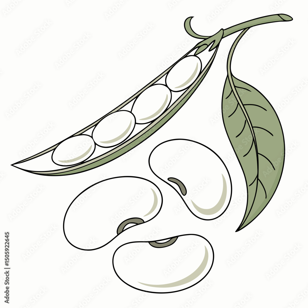 Naklejka premium Lima Beens Vector Transparent Background