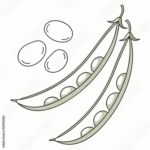 Lima Beens Vector Transparent Background