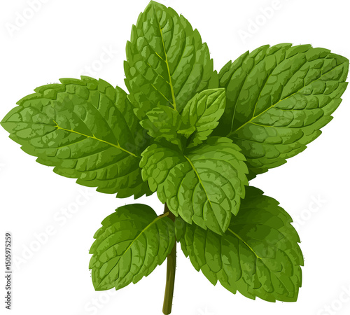 Pudina pata / Mint 