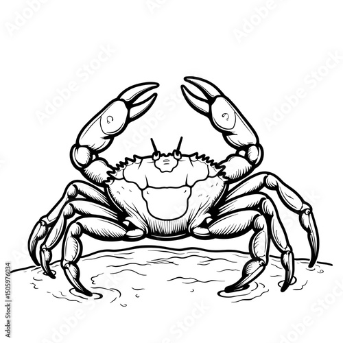 Crab raising claws on beach in line art, nature and marine life