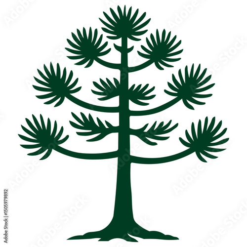 Araucária tree illustration, simple araucaria pine tree from Brazil, Chile, Argentina, South America. Outline on transparent background