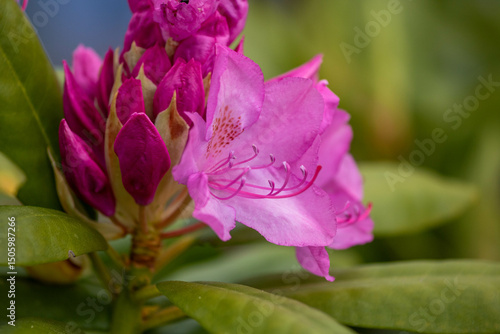 Close-up of a pink rhododendron blossom