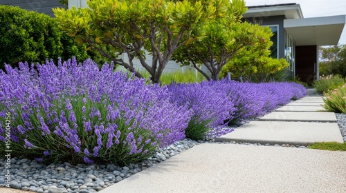 Beautiful Lavender Garden in a Modern Residential Neighborhood on a Sunny Day.