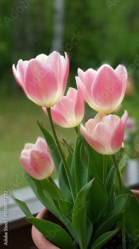 Pink Tulips Blooming in a Garden on a Sunny Spring Day