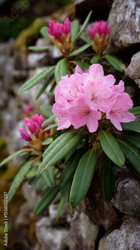 Bright Pink Rhododendron Flowers Blooming on a Rocky Wall in a Serene Garden ...