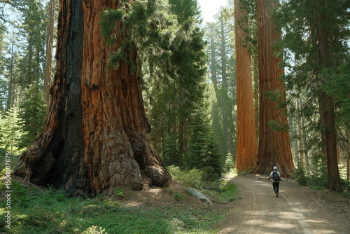 Hiker tourist walking through Ancient giant sequoia trees (Sequoiadendron giganteum) at Mariposa Grove in yosemite national park