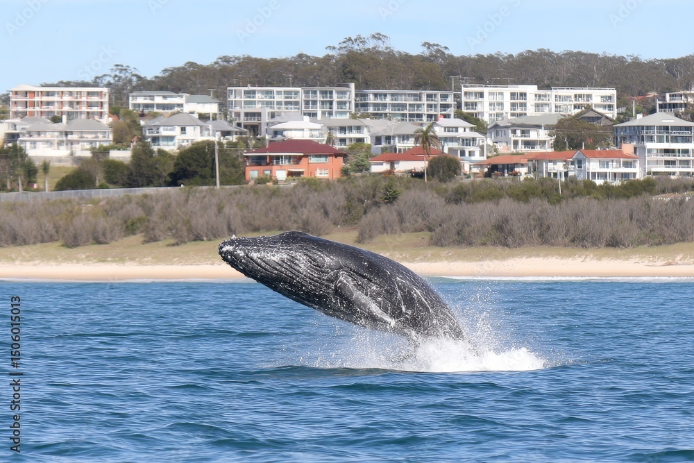 Fototapeta premium Whale's Coastal Breach - Majestic humpback whale breaches near coastal buildings, symbolizing freedom, power, nature's beauty, ocean wildlife, and coastal living