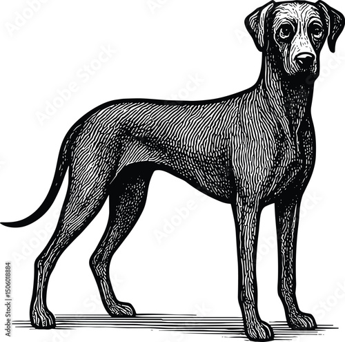 Great dane dog vector black silhouette cricut design for T-Shirt