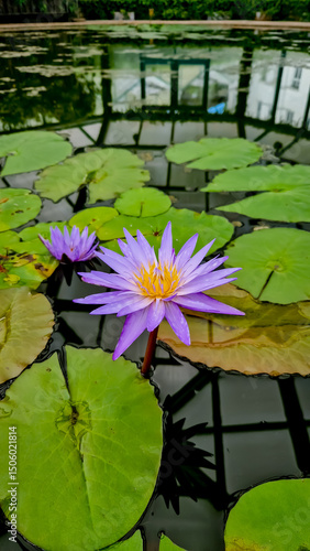 Close-up of a blooming purple water lily with yellow center, surrounded by green lily pads in a greenhouse pond, Liberec, Czech Republic.