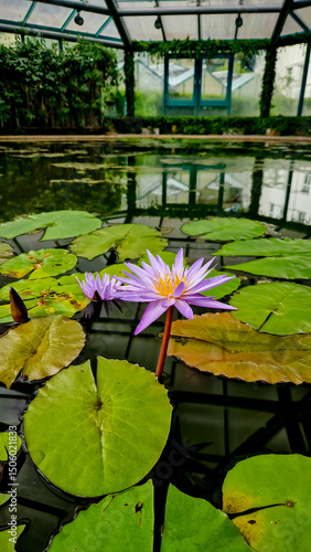 Close-up of a blooming purple water lily with yellow center, surrounded by green lily pads in a greenhouse pond, Liberec, Czech Republic.