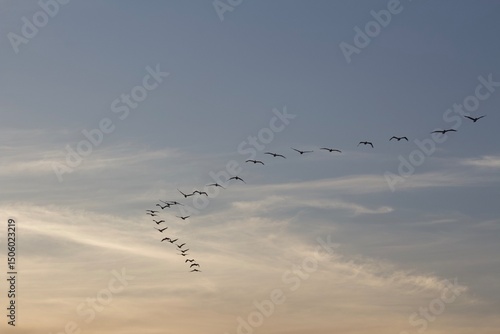 Foto Flock of birds migrating south in v formation in blue sky in san diego californi
