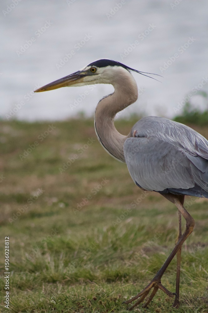 Fototapeta premium Grey heron bird in natural habitat in san diego california profile view close up