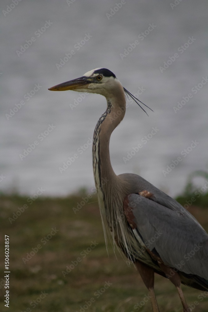 Obraz premium Grey heron bird in natural habitat in san diego california profile view close up